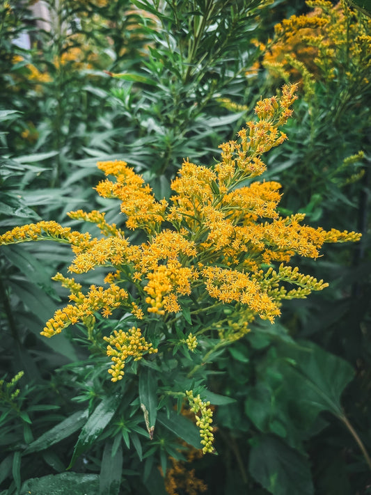 Monthly Monograph: Goldenrod