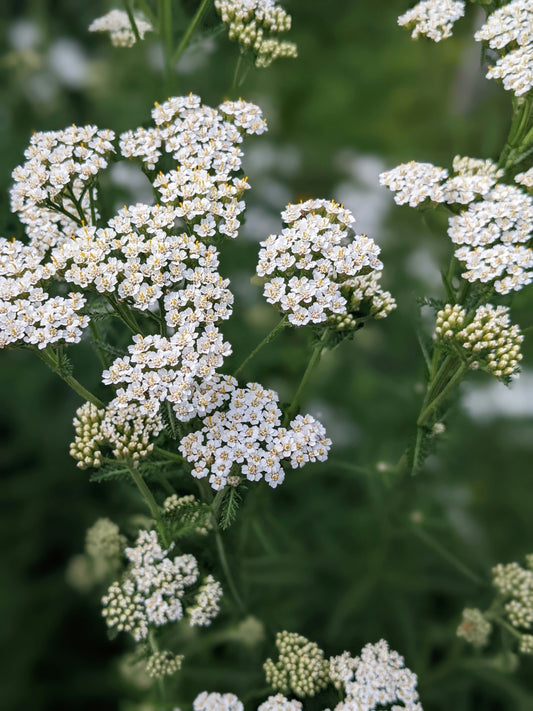 Monthly Monograph: Yarrow