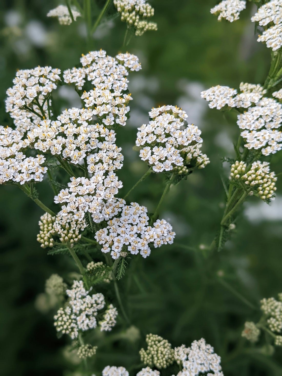 Monthly Monograph: Yarrow